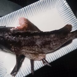 まづめのみ短時間