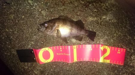 お久しぶりです