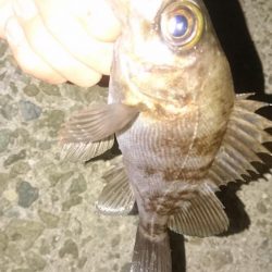 そろそろ春本番