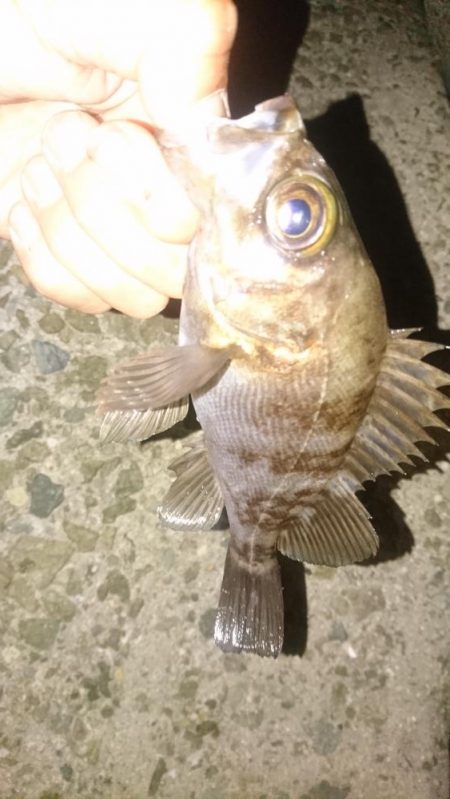 そろそろ春本番