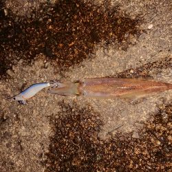 久しぶりの複数釣果