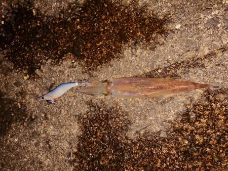 久しぶりの複数釣果