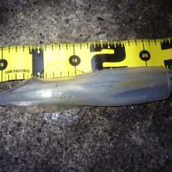 ヤリイカエギング