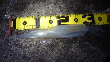 ヤリイカエギング