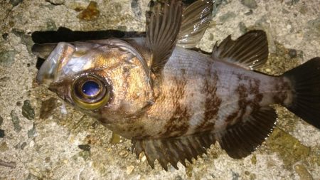 好調メバリング