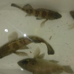 放置プレイがお好き？