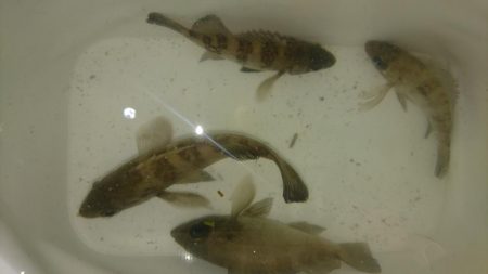 放置プレイがお好き？