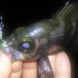 春はまだ遠い…