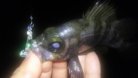 春はまだ遠い…