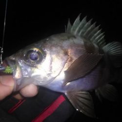 暴風雨のちメバリング
