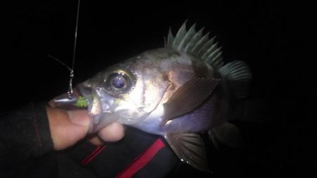 暴風雨のちメバリング