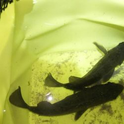 渋々メバリング