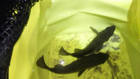 渋々メバリング