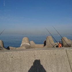 花見ガレイ(戻りガレイ)