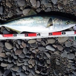 メジロ、サワラ、ヒラメ、絶好調