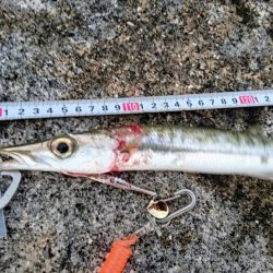 暴風でも活性の高いのはオニカマスだけ