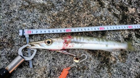 暴風でも活性の高いのはオニカマスだけ