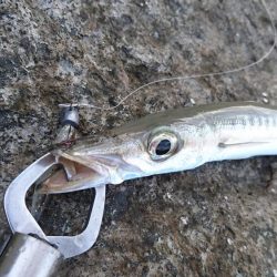 オニカマス入れ食い