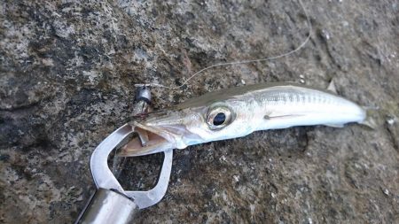 オニカマス入れ食い