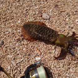 西表島アオリイカ、サーフでランガン