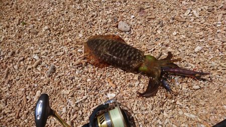 西表島アオリイカ、サーフでランガン