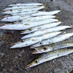 西表島、オニカマス爆釣果