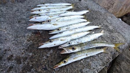 西表島、オニカマス爆釣果