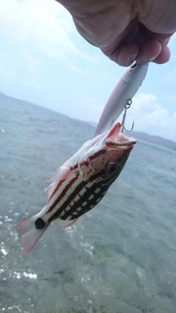 西表島リーフエンド