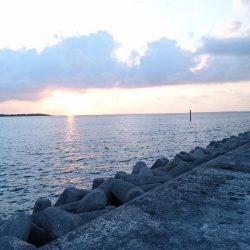 西表島 今日もオニカマス