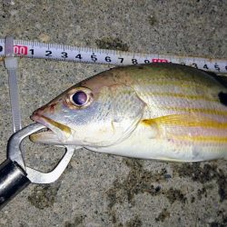 夜の港でルアーフィッシング