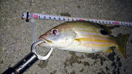 夜の港でルアーフィッシング