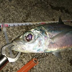 大潮に合わせてナイトフィッシング