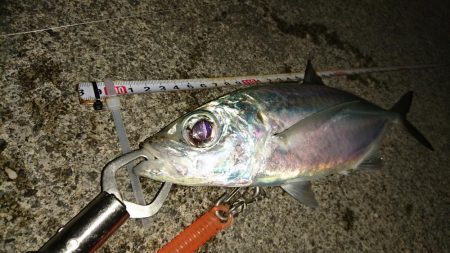 大潮に合わせてナイトフィッシング