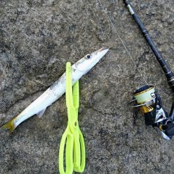 西表島 今日もオニカマス 渋いです。