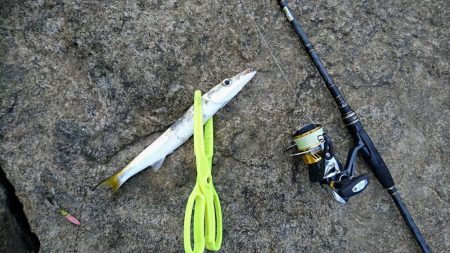 西表島 今日もオニカマス 渋いです。