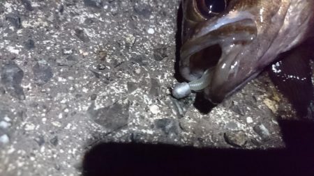 渋いながらもメバルゲット