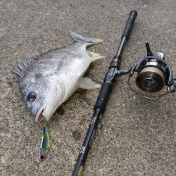 キビレデイゲーム