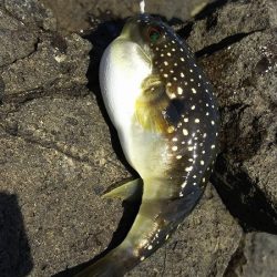 ２日間の香住釣行。