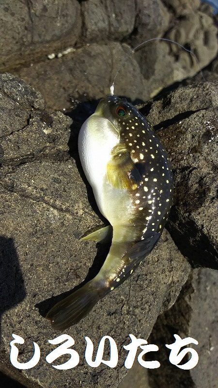 ２日間の香住釣行。