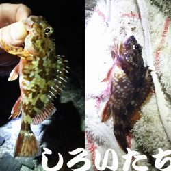 ガシラがよく釣れました。