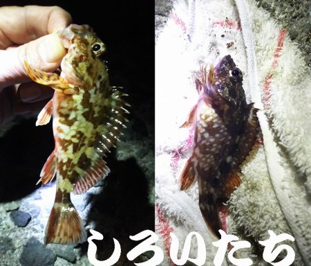 ガシラがよく釣れました。