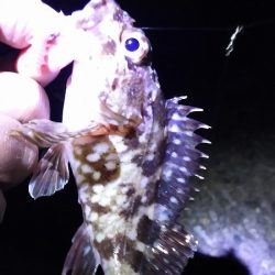 ウキが沈むと楽しい。