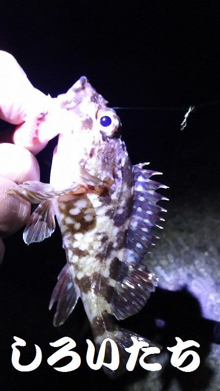 ウキが沈むと楽しい。