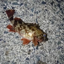 メバルを釣る！