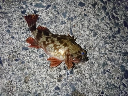 メバルを釣る！