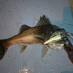 大漁！ボートシーバス