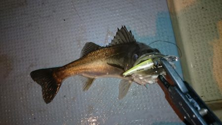 大漁！ボートシーバス