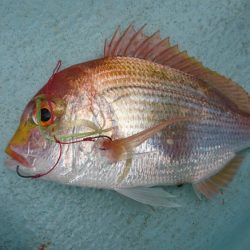 徳島県南タイラバ