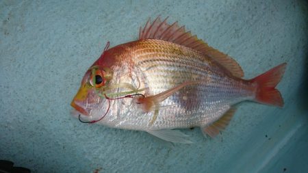 徳島県南タイラバ