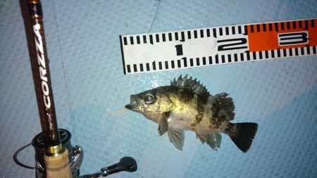 ボートシーバス